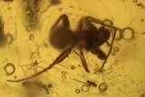 Fossil Flies (Diptera), Spider (Aranea) & Leaf In Baltic Amber #105534-4